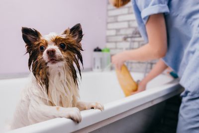 Pet Grooming and Pet Sitting Insurance in Eagan, MN by Kerry Jordan Insurance Agency