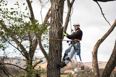 Tree Trimming Insurance in Eagan, MN by Kerry Jordan Insurance Agency